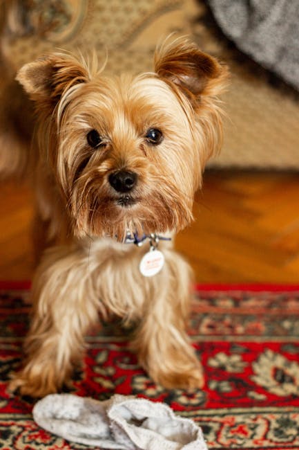 A small brown Yorkshire Terrier sitting on a patterned red and beige rug in a domestic setting, with a grey sock in front of it. The dog has a shiny coat, alert ears, and wears a blue collar with a circular identification tag. The background features a wooden floor and a softly lit area with a carpet or blanket partially visible. The scene emphasizes a pet-friendly home environment, relevant to the context of cleaning and pet urine treatment, as offered by Carpet Cleaning Notting Hill, situated in a well-maintained living room dedicated to hygiene and care.